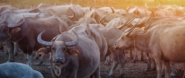 Close-up of buffaloes outdoors