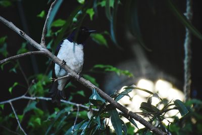 Close-up of bird perching outdoors