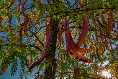 Low angle view of a tree