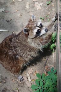 High angle view of portrait of relaxing outdoors