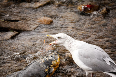 Close-up of bird