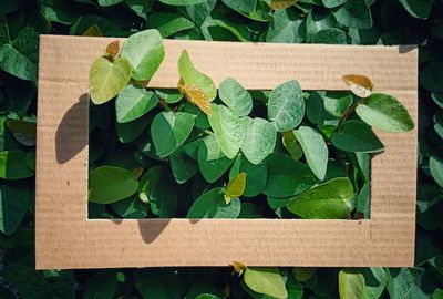 High angle view of green leaves on wooden plank