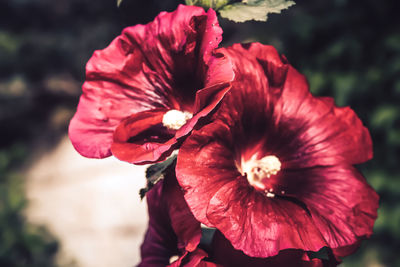 Close-up of red rose