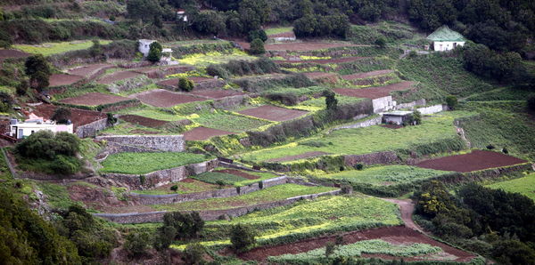 High angle view of agricultural field