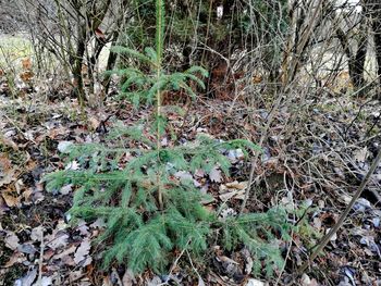 Plants growing on field in forest