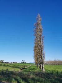 Tree on field against clear blue sky