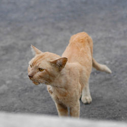 View of a cat looking away