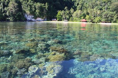 Scenic view of river with trees in background