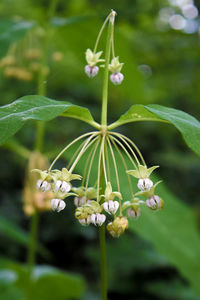 Close-up of white flowers