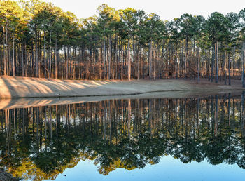 Reflection of trees in lake