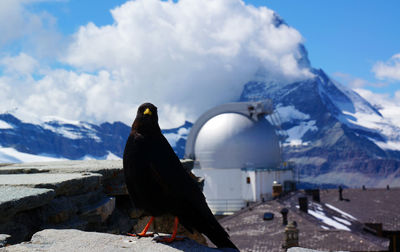 Alpine chough bird perching on stone against swiss alps