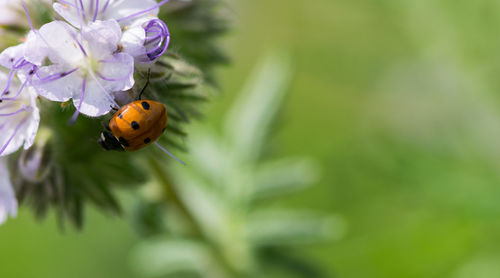 Close-up of ladybug on purple flower