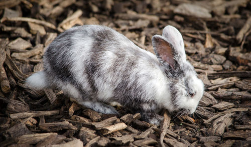 Rabbit on wood chips