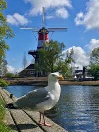 Seagull perching on a canal