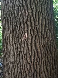 Close-up of tree trunk