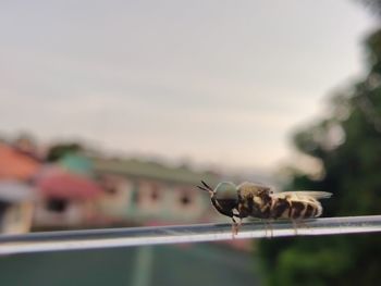 Close-up of insect on railing