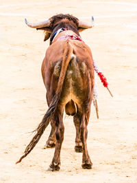 Horse on beach