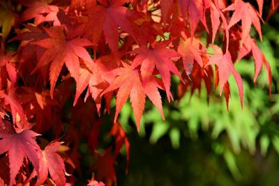 Close-up of maple leaves