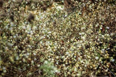 Full frame shot of flowering plants on field