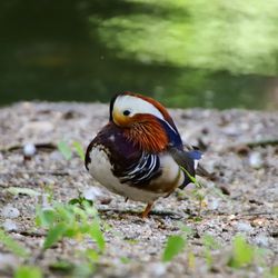 Close-up of a bird on a field