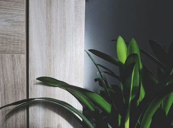 Close-up of plant on table at home