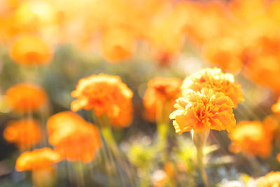 Closeup of orange marigolds bathed in sunlight in garden