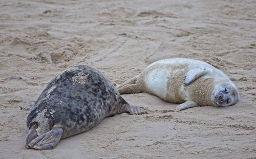 Close-up of seal on beach