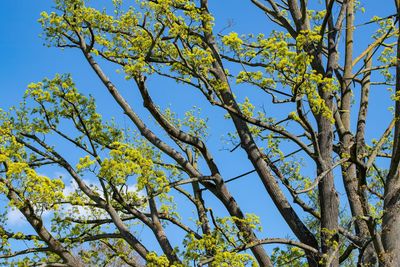 Low angle view of flowering tree against blue sky