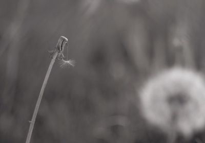 Close-up of plant against blurred background