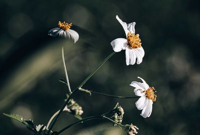 Close-up of insect on white flowering plant