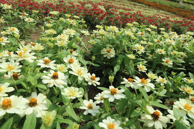 Flowers blooming on field