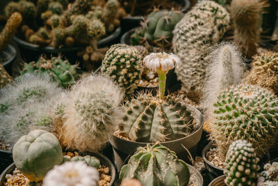 High angle view of succulent plants