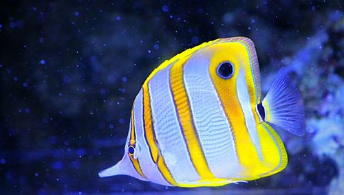 Close-up of copperband butterflyfish swimming in sea