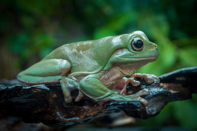 A cute green tree frog perched casually on a brown rotten wood