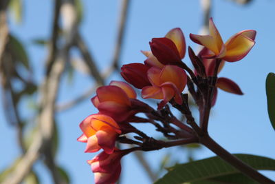 Low angle view of flowering plants against sky