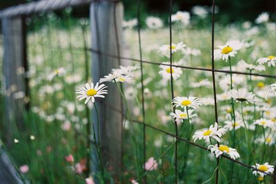 Daises blooming by fence