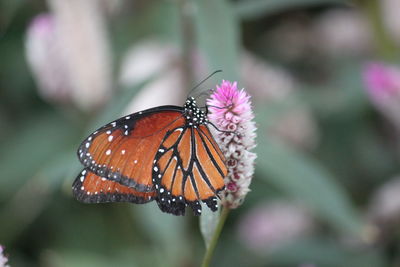 Close-up of butterfly pollinating on flower