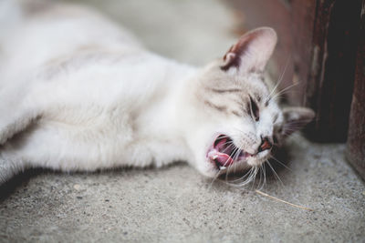 Close-up of cat sleeping