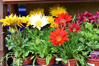 Close-up of flowers blooming outdoors