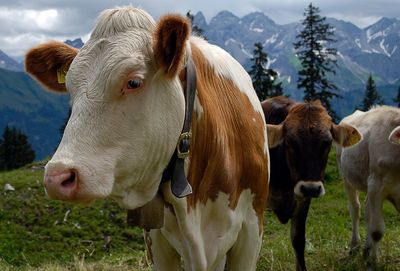 Cows on field with mountains in background