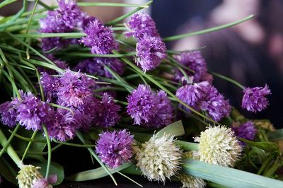 Close-up of purple flowers