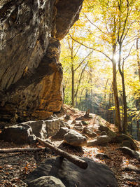 Trees in forest