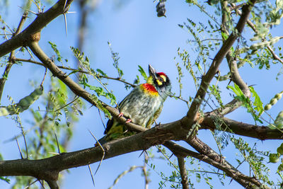 Low angle view of bird perching on tree