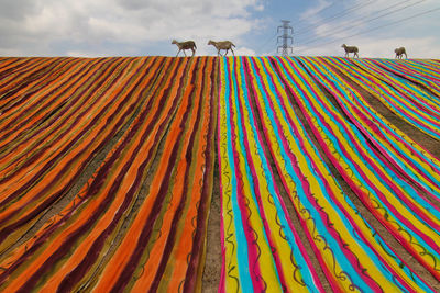 Low angle view of multi colored laundry drying on land against sky