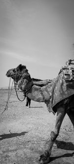 camel