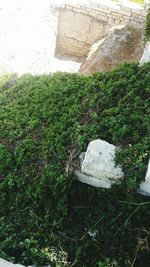 High angle view of grass and water