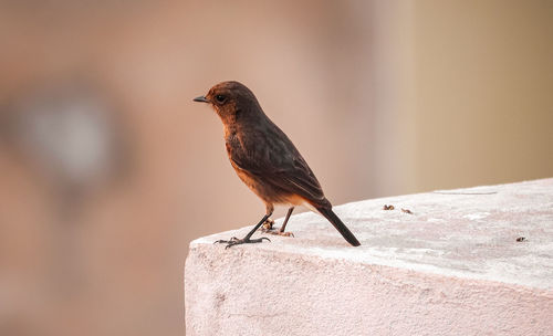 Close-up of bird perching on retaining wall