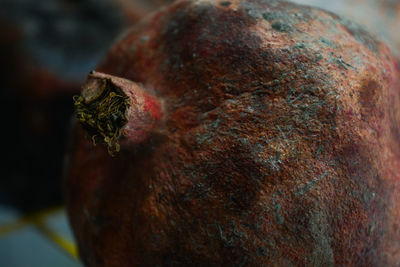 Close up of plant against blurred background