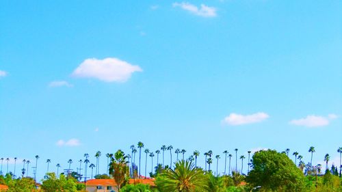 Low angle view of trees against blue sky