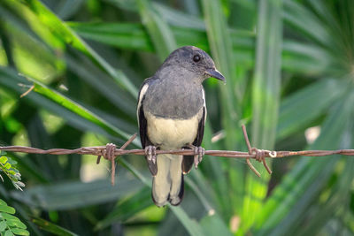 Close-up of bird perching on branch